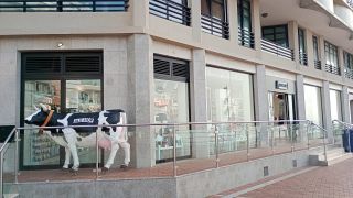 GC-Paseo Las Canteras (Las Palmas) 2026-106.jpg